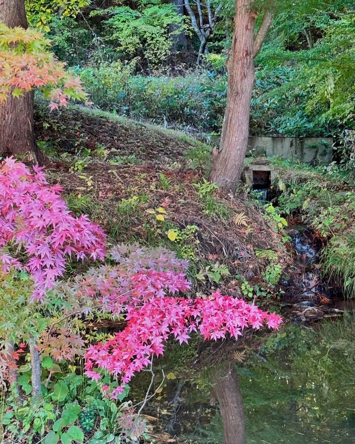 昨日、土津神社から隠岐津島神社へと神社巡り、お昼に久しぶりに...