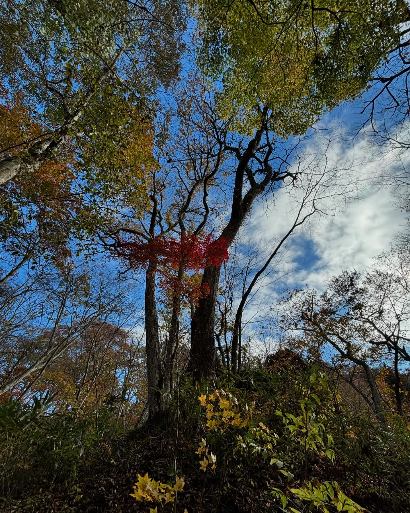 昨日、土津神社から隠岐津島神社へと神社巡り、お昼に久しぶりに...